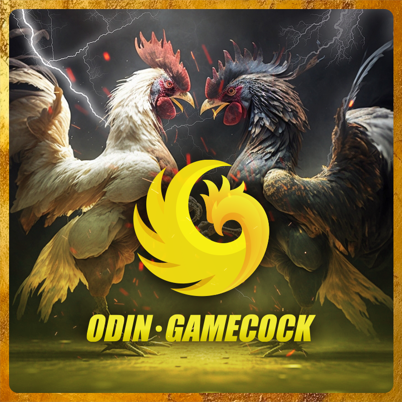 cockfight